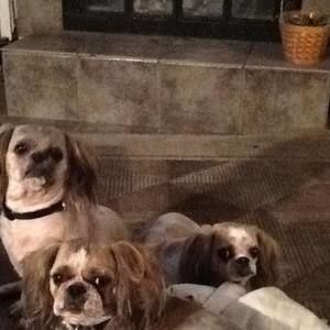 Meet your Posher, Peggy